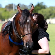 NSW Arabian State Titles - Sydney Australia