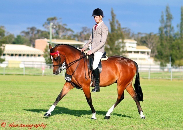 NSW Arabian State Titles - Sydney Australia