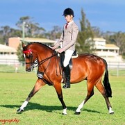 NSW Arabian State Titles - Sydney Australia