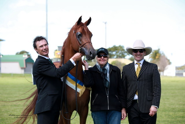 NSW Arabian State Titles - Sydney Australia