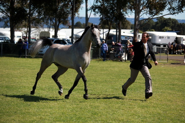 NSW Arabian State Titles - Sydney Australia