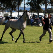 NSW Arabian State Titles - Sydney Australia