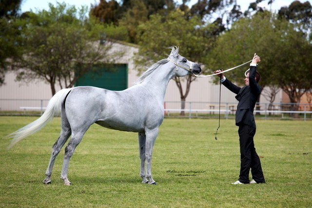 NSW Arabian State Titles - Sydney Australia