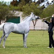 NSW Arabian State Titles - Sydney Australia
