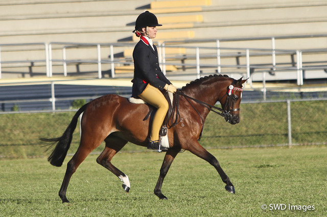 NSW Arabian State Titles - Sydney Australia