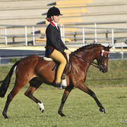 NSW Arabian State Titles - Sydney Australia