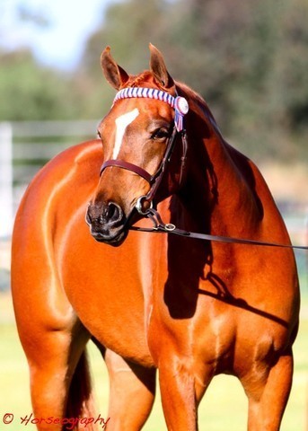 NSW Arabian State Titles - Sydney Australia