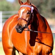 NSW Arabian State Titles - Sydney Australia