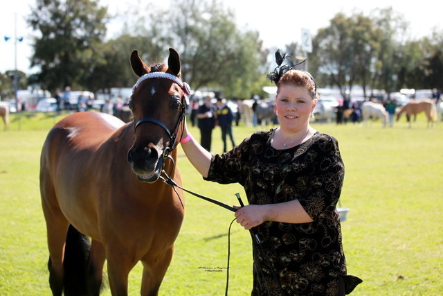 NSW Arabian State Titles - Sydney Australia
