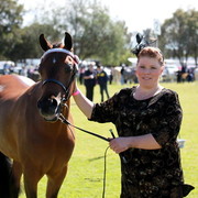NSW Arabian State Titles - Sydney Australia