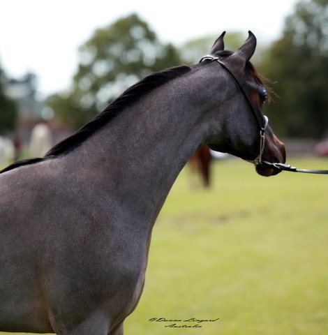 NSW Arabian State Titles - Sydney Australia