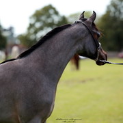 NSW Arabian State Titles - Sydney Australia