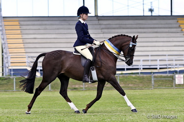 NSW Arabian State Titles - Sydney Australia