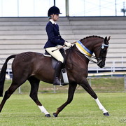 NSW Arabian State Titles - Sydney Australia