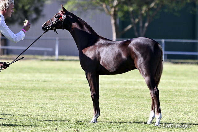 NSW Arabian State Titles - Sydney Australia