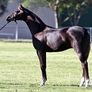NSW Arabian State Titles - Sydney Australia