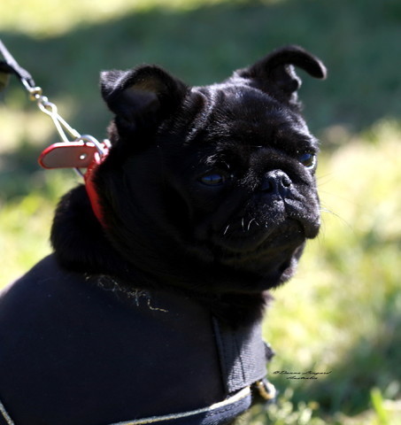 NSW Arabian State Titles - Sydney Australia