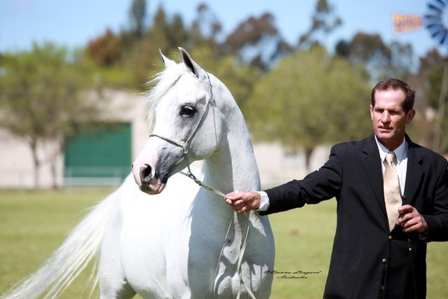 NSW Arabian State Titles - Sydney Australia