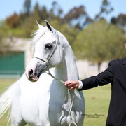 NSW Arabian State Titles - Sydney Australia