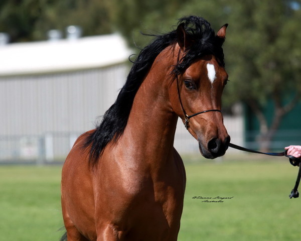 NSW Arabian State Titles - Sydney Australia