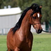 NSW Arabian State Titles - Sydney Australia