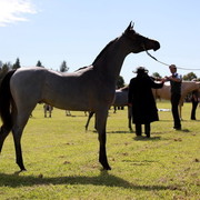 NSW Arabian State Titles - Sydney Australia
