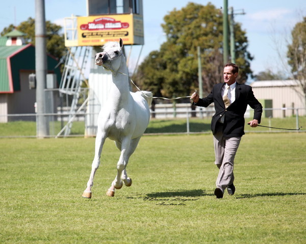 NSW Arabian State Titles - Sydney Australia
