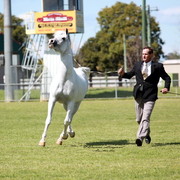 NSW Arabian State Titles - Sydney Australia