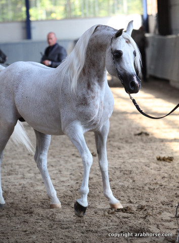 2011 All Nations Cup - Aachen, Germany 