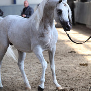 2011 All Nations Cup - Aachen, Germany 