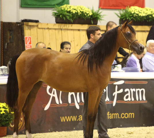 2011 All Nations Cup - Aachen, Germany 