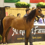 2011 All Nations Cup - Aachen, Germany 