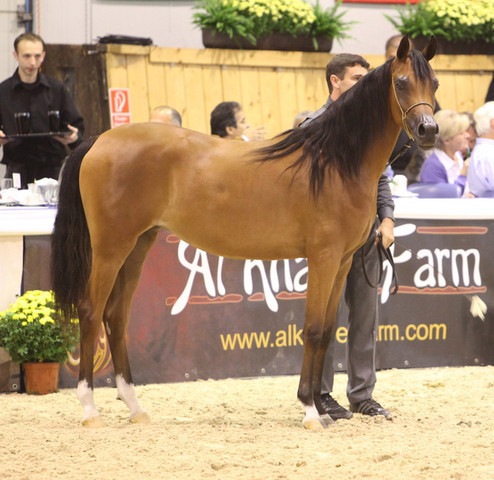 2011 All Nations Cup - Aachen, Germany 