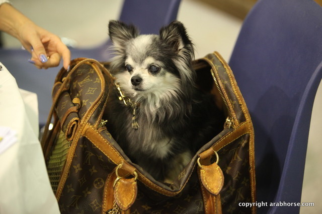 2011 All Nations Cup - Aachen, Germany 