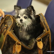 2011 All Nations Cup - Aachen, Germany 