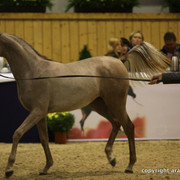 2011 All Nations Cup - Aachen, Germany 