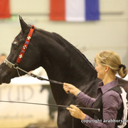 2011 All Nations Cup - Aachen, Germany 