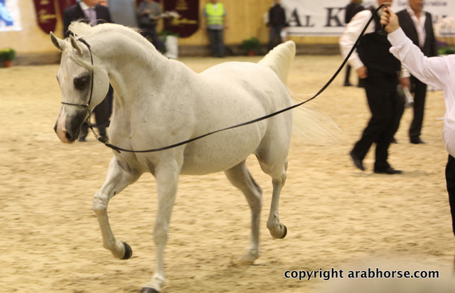 2011 All Nations Cup - Aachen, Germany 