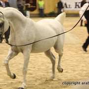 2011 All Nations Cup - Aachen, Germany 