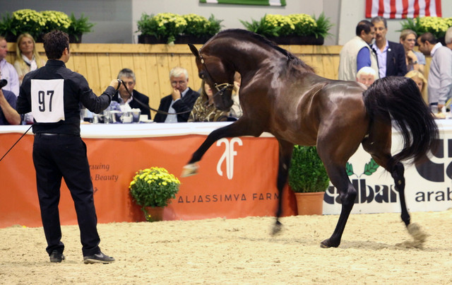 2011 All Nations Cup - Aachen, Germany 