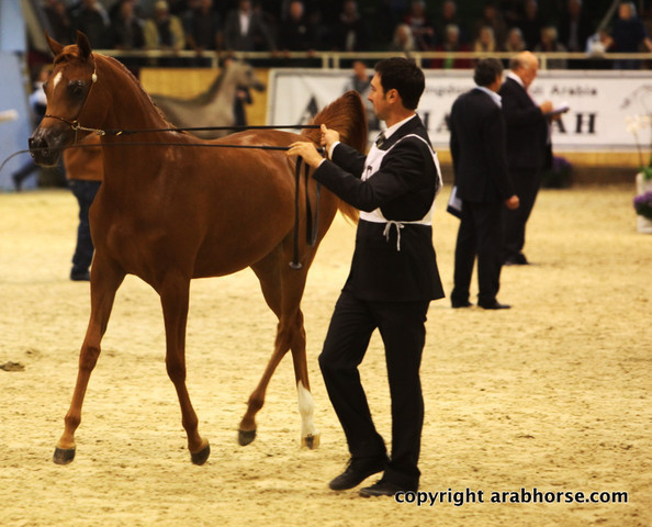 2011 All Nations Cup - Aachen, Germany 