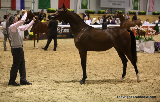 2011 All Nations Cup - Aachen, Germany 