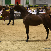 2011 All Nations Cup - Aachen, Germany 