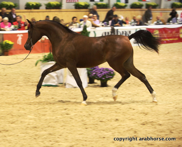 2011 All Nations Cup - Aachen, Germany 
