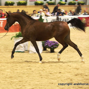 2011 All Nations Cup - Aachen, Germany 