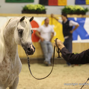 2011 All Nations Cup - Aachen, Germany 