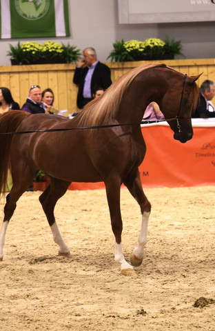 2011 All Nations Cup - Aachen, Germany 