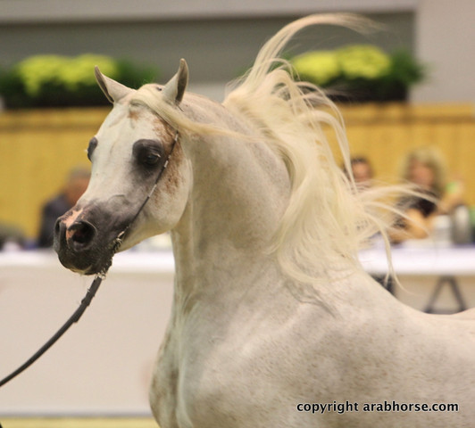 2011 All Nations Cup - Aachen, Germany 