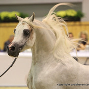2011 All Nations Cup - Aachen, Germany 