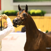 2011 All Nations Cup - Aachen, Germany 